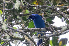 Cyanolyca viridicyanus jolyaea