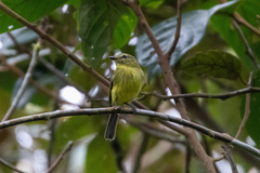 Myiophobus flavicans