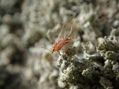 Trioza urticae