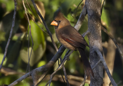 Cardinalis cardinalis saturatus