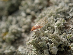 Trioza urticae