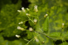 Baccharis anomala