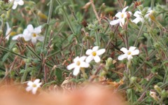 Chaenostoma decipiens