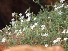 Chaenostoma decipiens