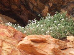 Chaenostoma decipiens