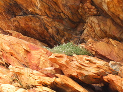 Chaenostoma decipiens