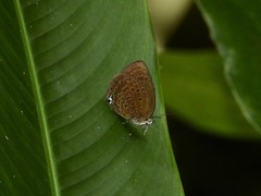 Arhopala major