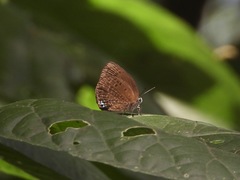 Arhopala major