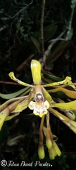 Epidendrum scytocladium
