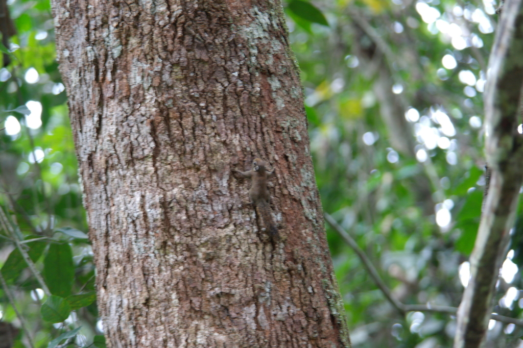 Myosciurus