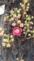 Couroupita guianensis
