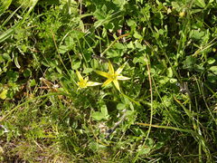 Gagea commutata