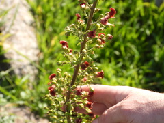 Scrophularia rubricaulis