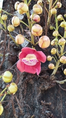 Couroupita guianensis