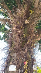 Couroupita guianensis