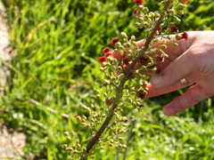 Scrophularia rubricaulis