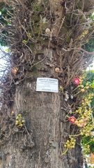 Couroupita guianensis