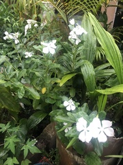 Catharanthus roseus