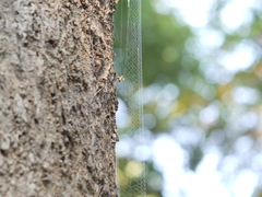 Herennia multipuncta