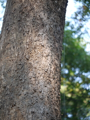 Herennia multipuncta