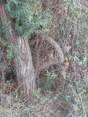 Zanthoxylum asiaticum