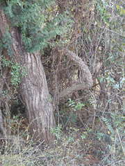 Zanthoxylum asiaticum