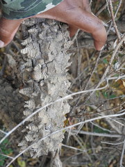 Zanthoxylum asiaticum