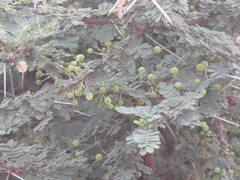 Zanthoxylum asiaticum