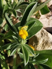 Anthyllis circinnata