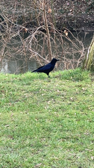 Corvus corone
