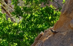 Achaetops pycnopygius