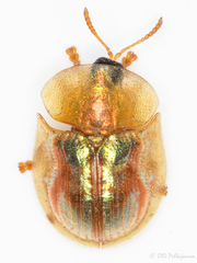 Cassida subreticulata