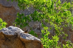 Achaetops pycnopygius