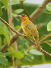 Ploceus ocularis suahelicus