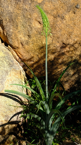 Albuca comosa image