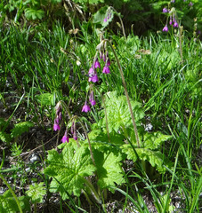 Primula matthioli