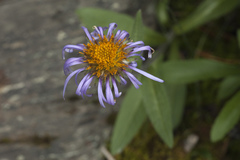 Aster flaccidus