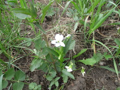 Viola patrinii