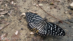 Papilio clytia clytia