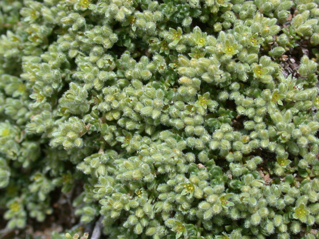 alpine rupturewort