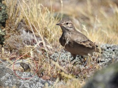 Liolaemus sarmientoi