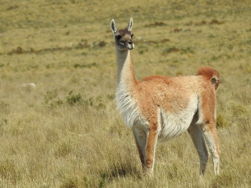 Guanaco, photo 6 of 7