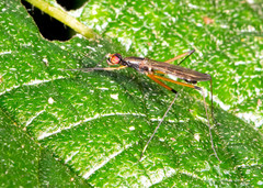 Eurybatinae