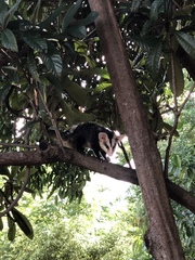 Didelphis albiventris
