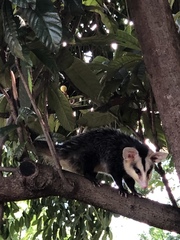 Didelphis albiventris