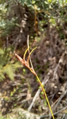 Ficinia fascicularis