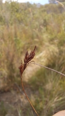 Ficinia fascicularis