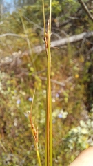 Ficinia fascicularis