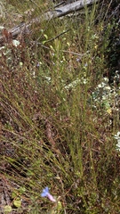 Ficinia fascicularis