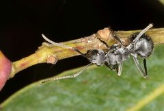 Polyrhachis schlueteri
